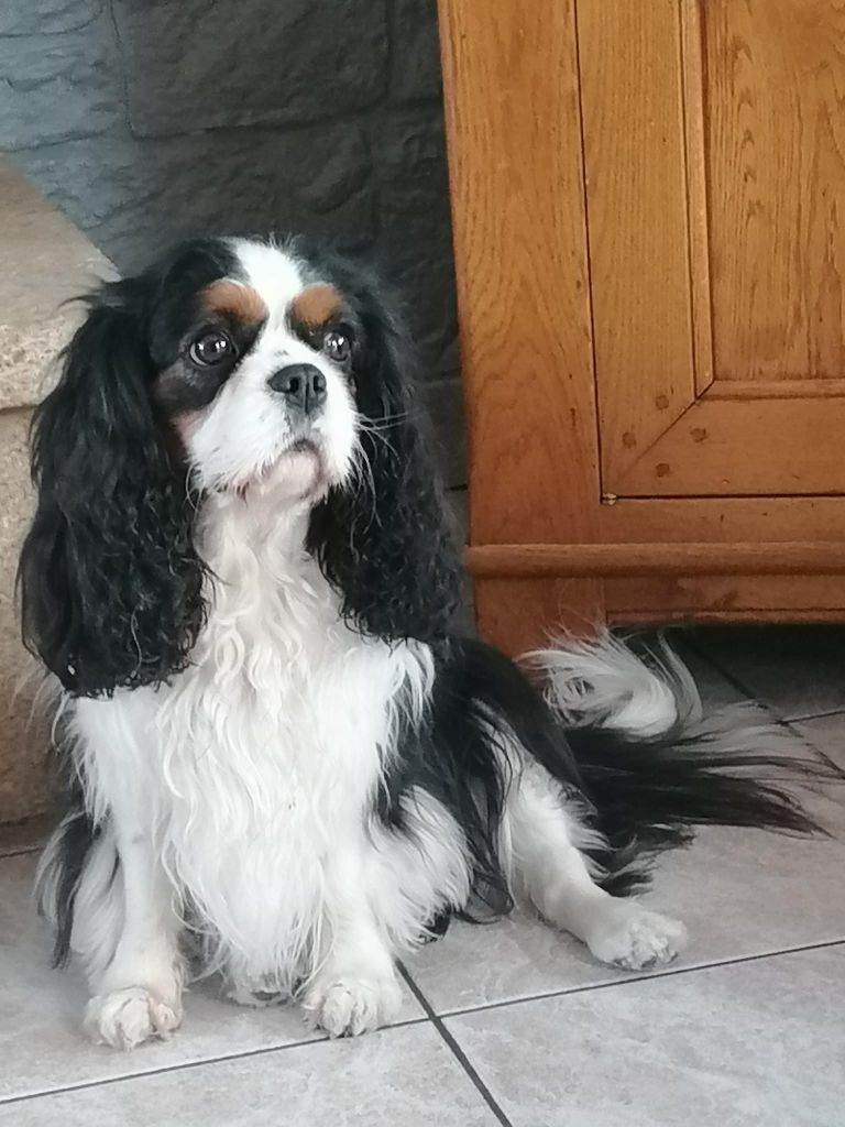 des cavaliers de cecvan - Nina