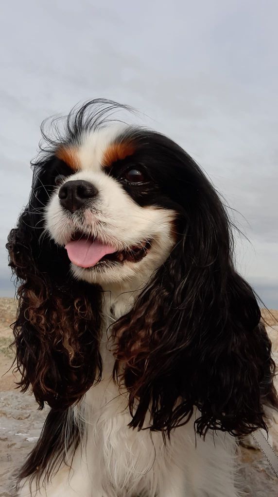 des cavaliers de cecvan - Lakota