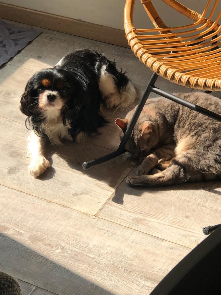 des cavaliers de cecvan - Oscar