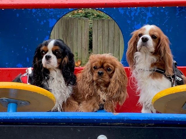 des cavaliers de cecvan - June, Némésis et Saly