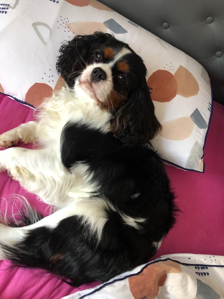 des cavaliers de cecvan - Snoopy