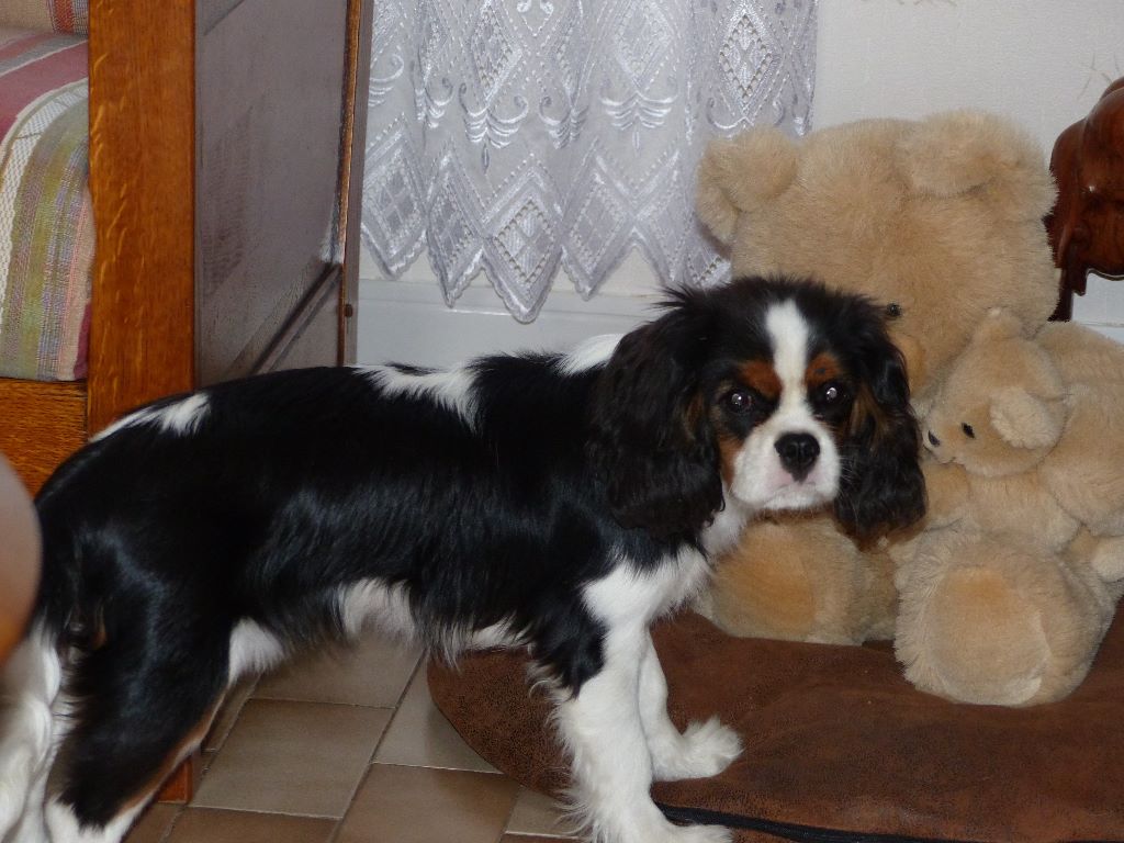 des cavaliers de cecvan - Nino