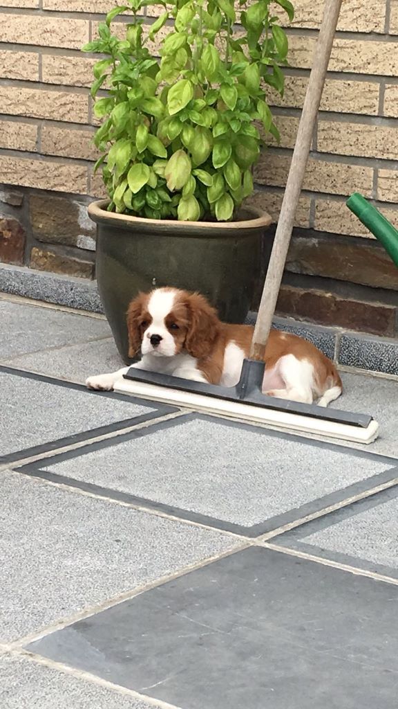 des cavaliers de cecvan - O'Lily