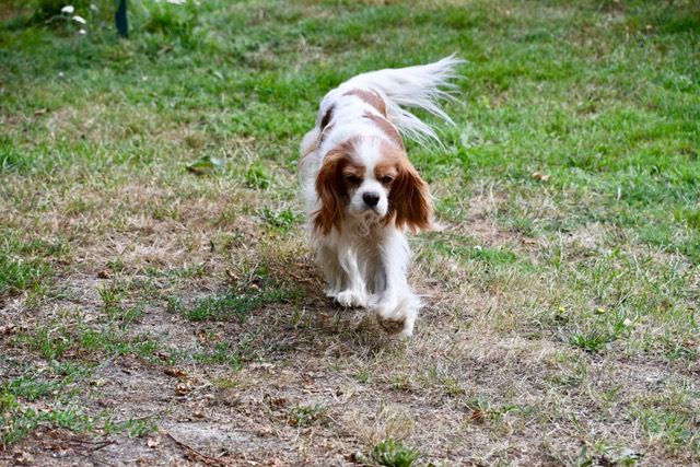 des cavaliers de cecvan - Saly