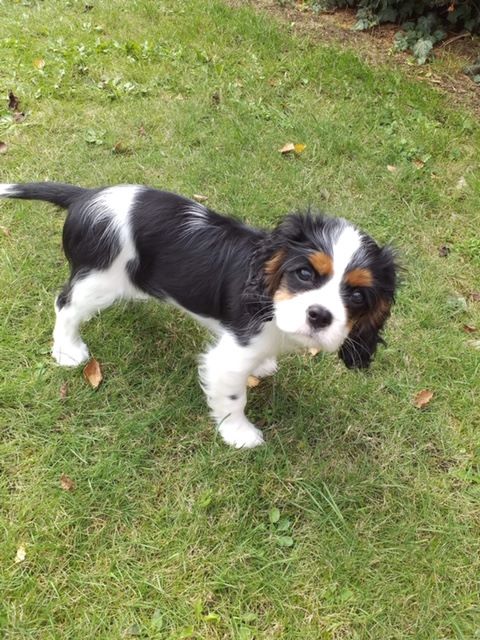 des cavaliers de cecvan - Ruby