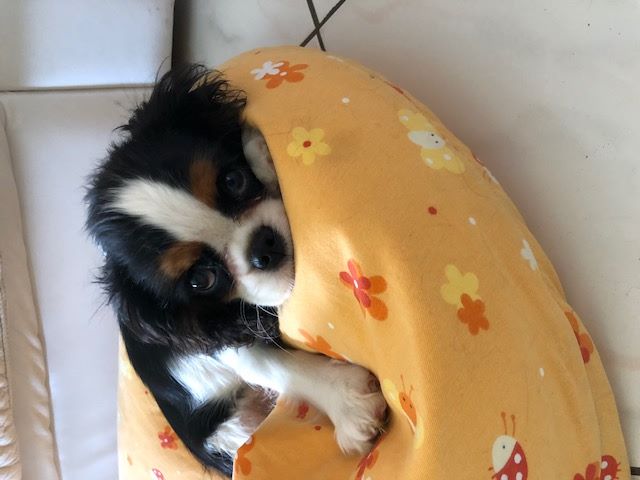des cavaliers de cecvan - Coucou ma puce Dior
