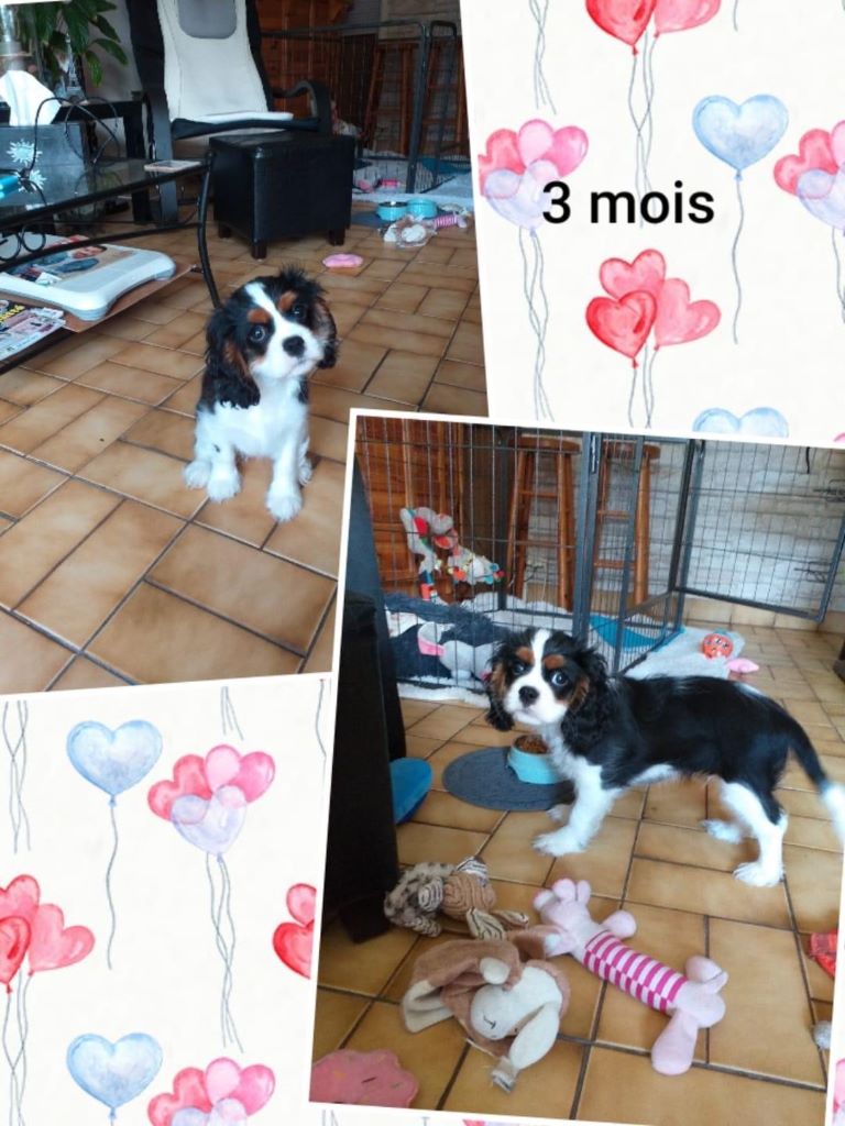 des cavaliers de cecvan - Ruby