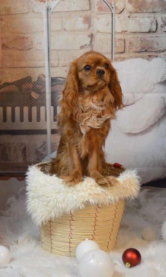 des cavaliers de cecvan - Praline