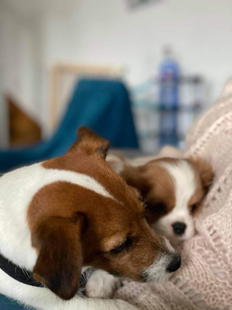 des cavaliers de cecvan - Romy