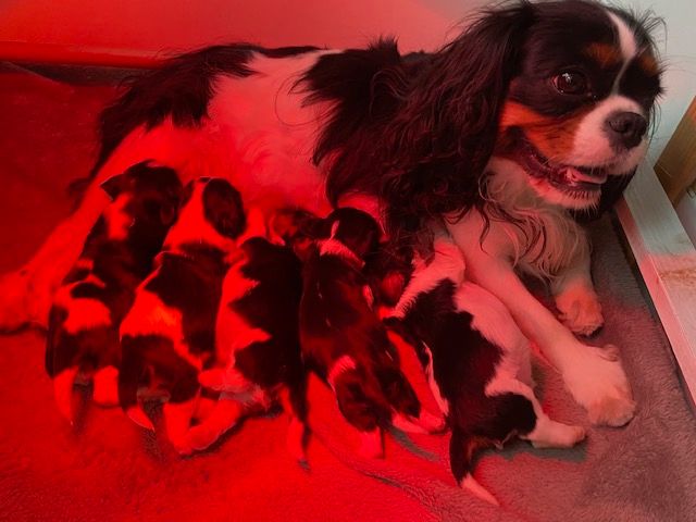 des cavaliers de cecvan - Des bébés à la maison