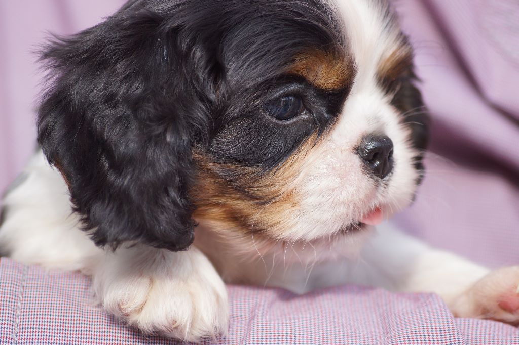 des cavaliers de cecvan - Nicky