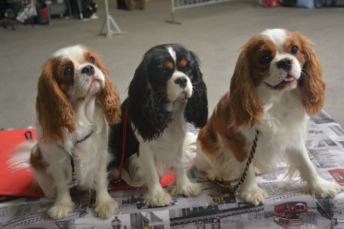 des cavaliers de cecvan - Exposition de Pontoise