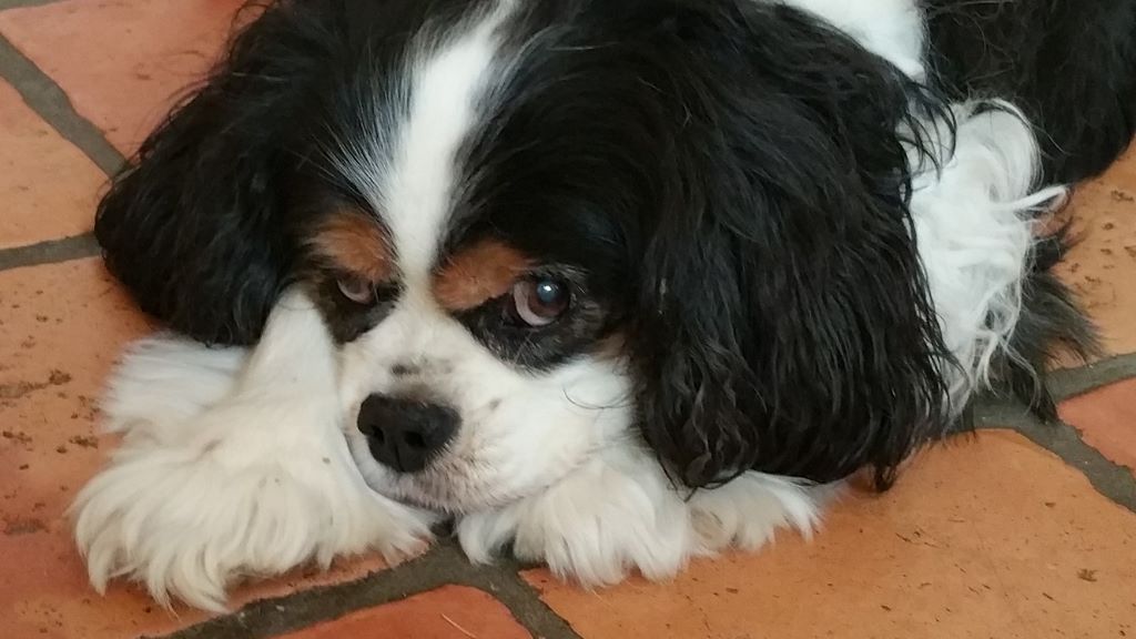 des cavaliers de cecvan - Buddy