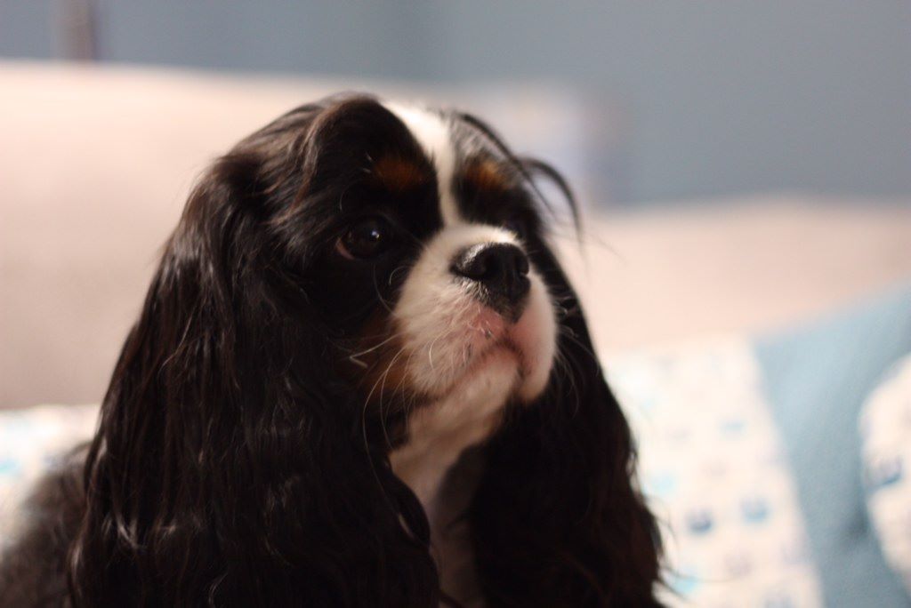 des cavaliers de cecvan - Opaline