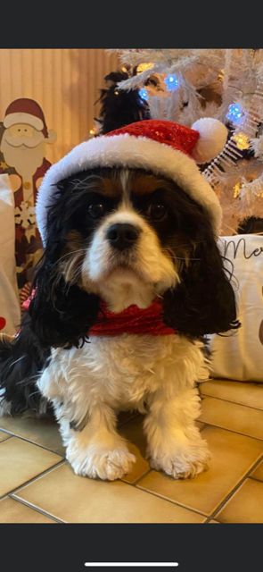 des cavaliers de cecvan - Ruby