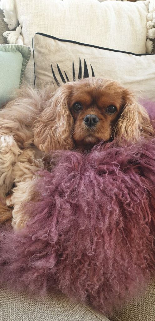 des cavaliers de cecvan - chanel
