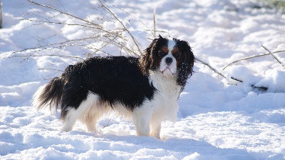 des cavaliers de cecvan - Les joies de la neige