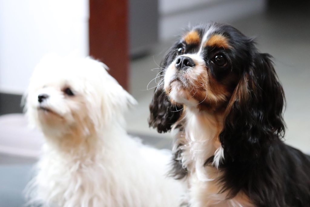 des cavaliers de cecvan - Pilou