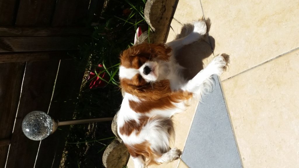 des cavaliers de cecvan - Mowgli
