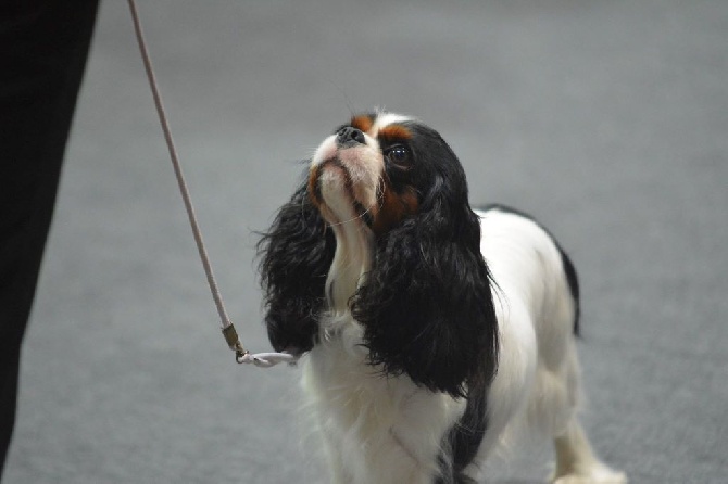 des cavaliers de cecvan - Exposition du Luxembourg