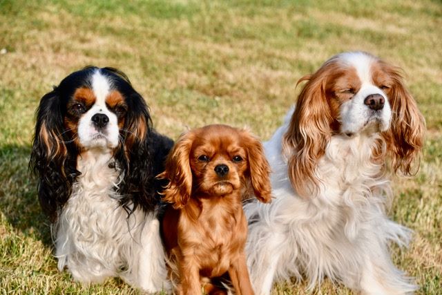 des cavaliers de cecvan - Les 3 merveilles