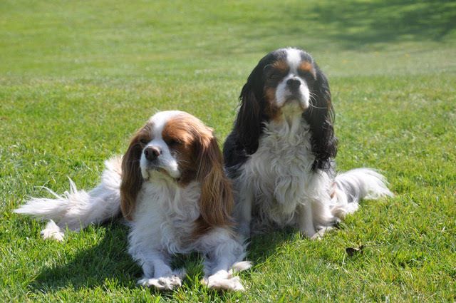 des cavaliers de cecvan - June