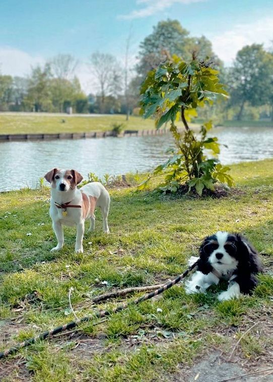 des cavaliers de cecvan - sully
