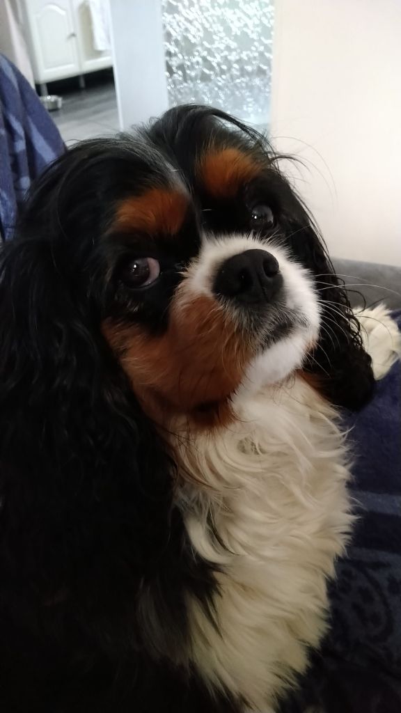 des cavaliers de cecvan - Sybelle