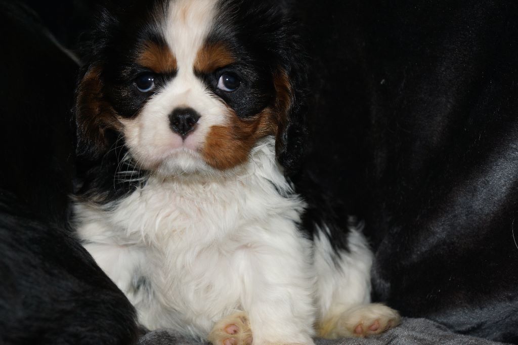 des cavaliers de cecvan - Olly