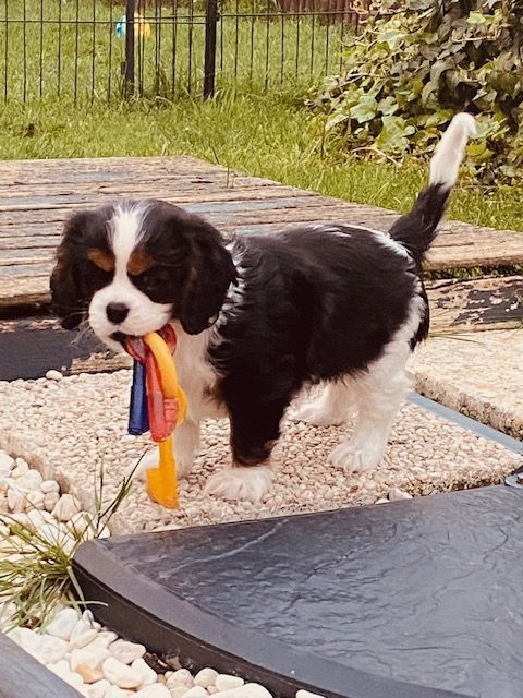 des cavaliers de cecvan - Hope