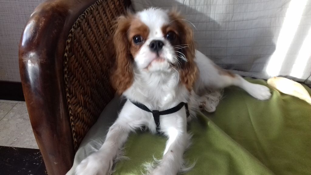 des cavaliers de cecvan - Nanou