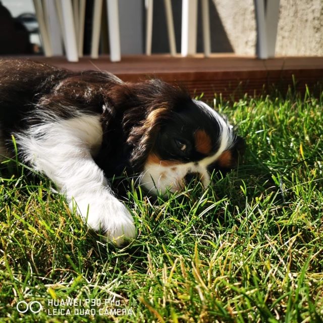des cavaliers de cecvan - Peyton