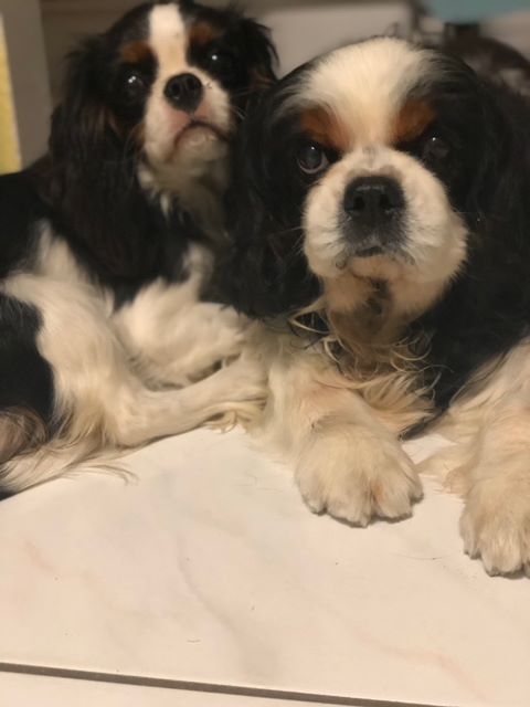 des cavaliers de cecvan - Dior et Bull