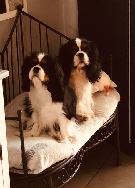 des cavaliers de cecvan - Micley et Mona