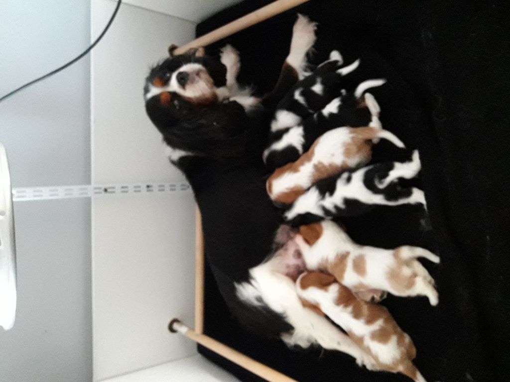 des cavaliers de cecvan - Les bébés grandissent