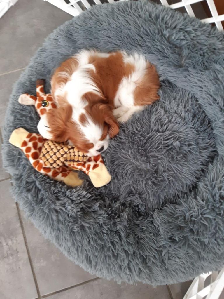 des cavaliers de cecvan - Simba