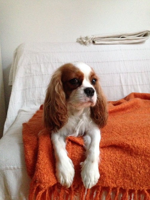 des cavaliers de cecvan - Ivy
