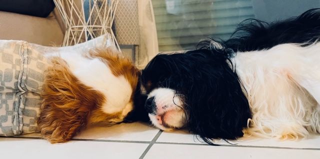 des cavaliers de cecvan - Opaline et Roméo