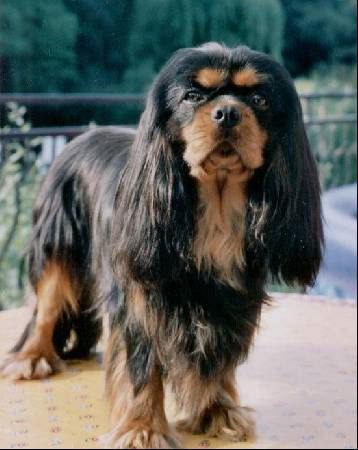 des cavaliers de cecvan - Les chiens ne meurent pas