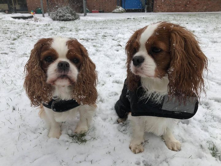 des cavaliers de cecvan - Lena & Ollie
