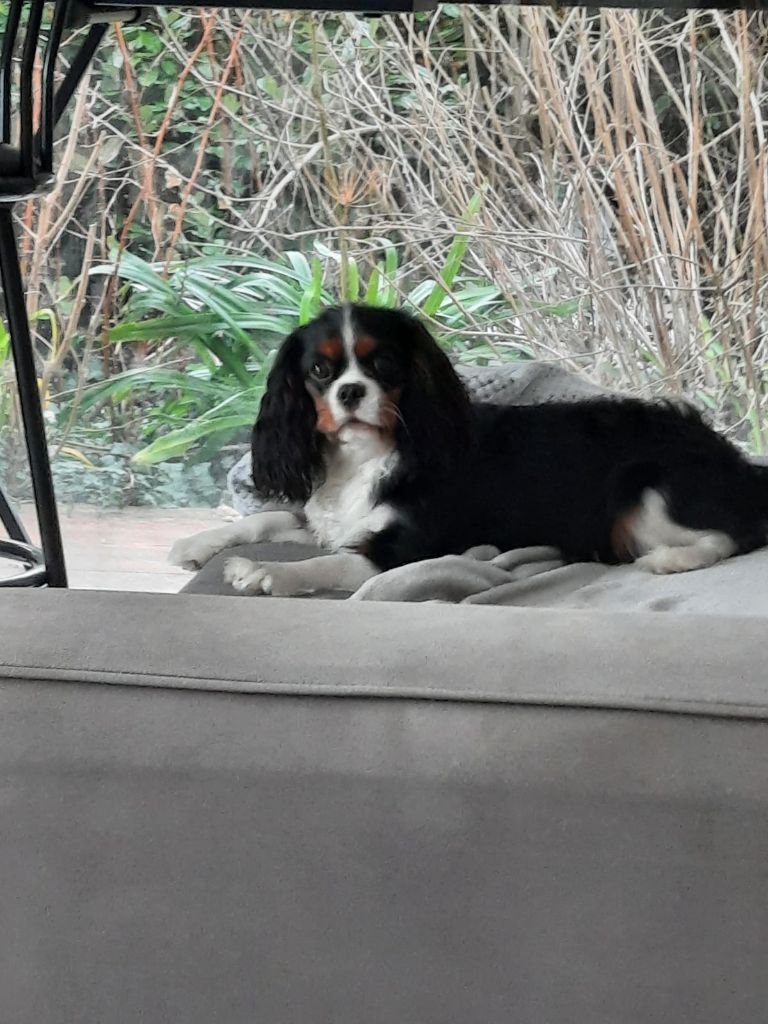 des cavaliers de cecvan - Shampagne