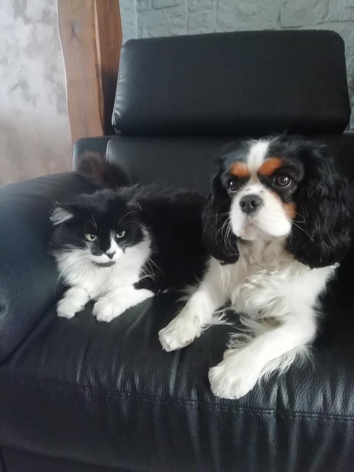 des cavaliers de cecvan - Nala