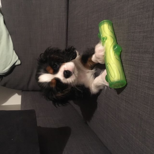 des cavaliers de cecvan - Oddie