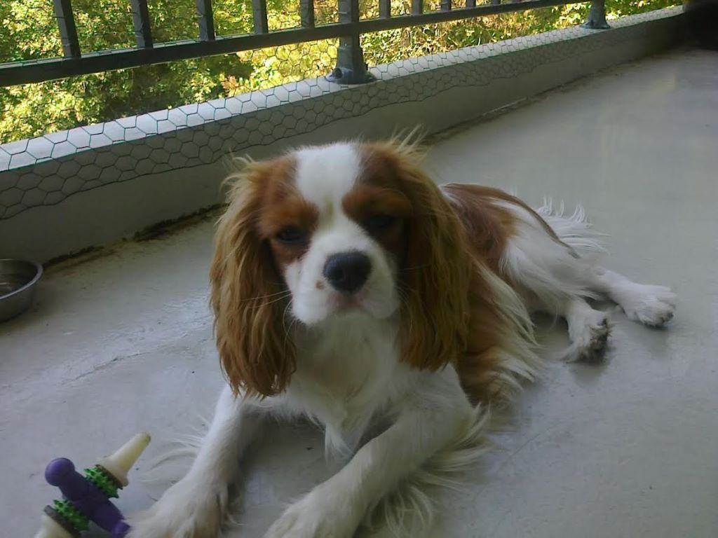 des cavaliers de cecvan - Coucou de Morning