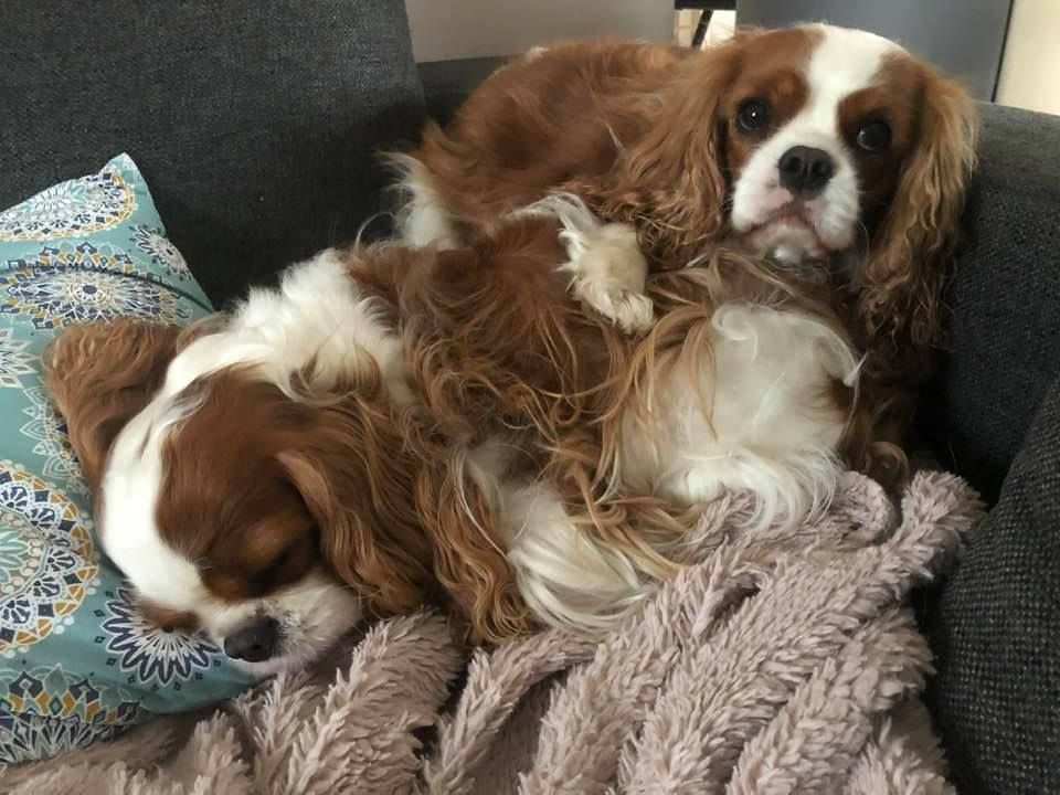 des cavaliers de cecvan - Lena & Ollie