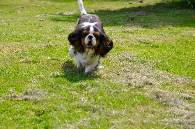 des cavaliers de cecvan - June en plein effort