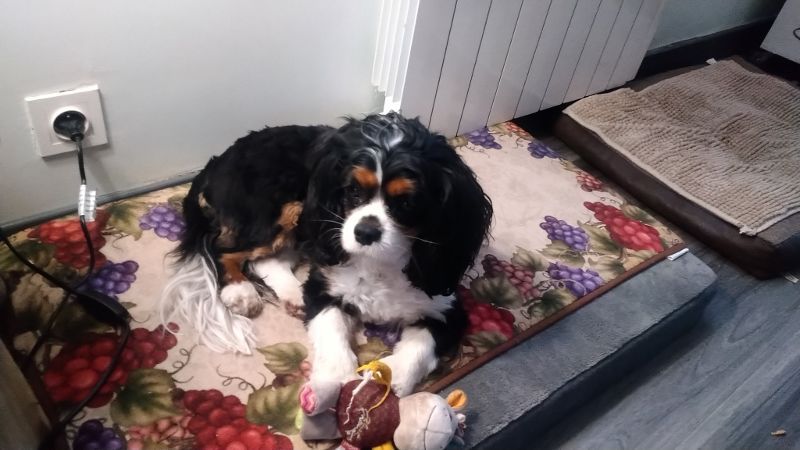des cavaliers de cecvan - Sybelle
