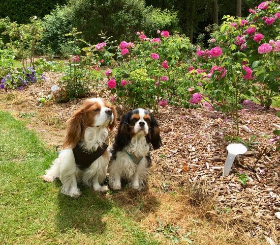 des cavaliers de cecvan - June et Saly