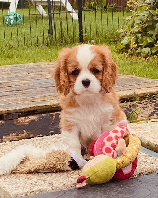 des cavaliers de cecvan - Marley