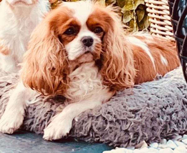 des cavaliers de cecvan - Duchesse